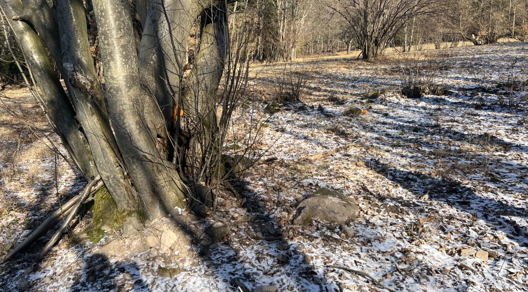 PREDAJ lesný pozemok, Chotár, Nová Baňa, 10 842 m2