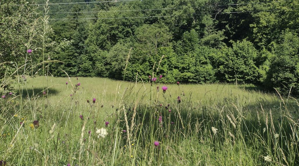 PREDAJ pozemky Drietoma, časť Branné, 8045m2