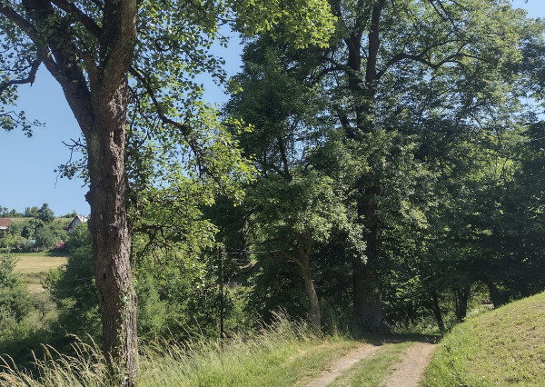 PREDAJ pozemky Drietoma, časť Branné, 8045m2