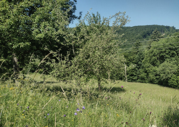 PREDAJ pozemky Drietoma, časť Branné, 8045m2