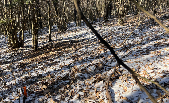 PREDAJ lesný pozemok, Chotár, Nová Baňa, 10 842 m2 - fotografia 8